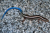 Greater Brown Skink