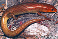 Gilbert's Skink