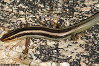 Gilbert's Skink