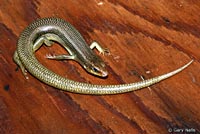 Variegated Skink