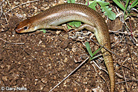 Gilbert's Skink