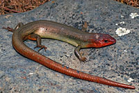 Northern Brown Skink