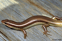 Northern Brown Skink