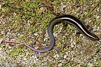 Gilbert's Skink