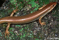 Gilbert's Skink