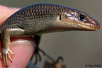 Gilbert's Skink