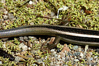 Gilbert Skink Tail