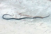 Red Coachwhip eating San Diego Alligator Lizard