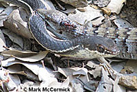 Sometimes the predator loses the battle and becomes the victim. Mark McCormick © shot this series of a San Diego Alligator Lizard biting onto the neck of a lizard-eating California Striped Racer. After the lizard finally let go, the snake quickly raced up a steep 15 foot high cliff up into some branches.