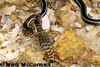 Sometimes the predator loses the battle and becomes the victim. Mark McCormick © shot this series of a San Diego Alligator Lizard biting onto the neck of a lizard-eating California Striped Racer. After the lizard finally let go, the snake quickly raced up a steep 15 foot high cliff up into some branches.