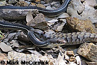 Sometimes the predator loses the battle and becomes the victim. Mark McCormick © shot this series of a San Diego Alligator Lizard biting onto the neck of a lizard-eating California Striped Racer. After the lizard finally let go, the snake quickly raced up a steep 15 foot high cliff up into some branches.