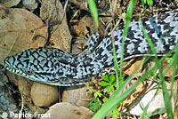California Alligator Lizard