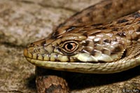 San Diego Alligator Lizard