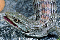 San Diego Alligator Lizard