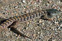 San Diego Alligator Lizard