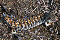 San Diego Alligator Lizard