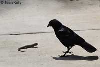 Sean Kelly shot this amazing series of pictures that show a fearless San Diego Alligator Lizard successfully defending itself from an attacking American Crow. 