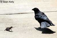 Sean Kelly shot this amazing series of pictures that show a fearless San Diego Alligator Lizard successfully defending itself from an attacking American Crow. 