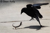 Sean Kelly shot this amazing series of pictures that show a fearless San Diego Alligator Lizard successfully defending itself from an attacking American Crow. 