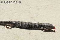 Sean Kelly shot this amazing series of pictures that show a fearless San Diego Alligator Lizard successfully defending itself from an attacking American Crow. 