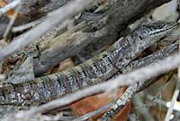 Panamint Alligator Lizard