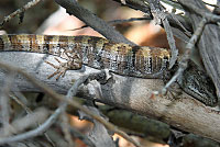 Panamint Alligator Lizard