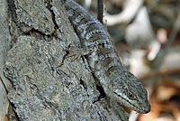 Panamint Alligator Lizard