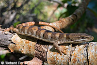 Panamint Alligator Lizard