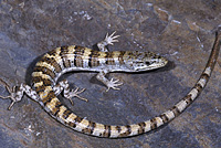 Panamint Alligator Lizard