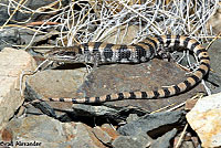 Panamint Alligator Lizard