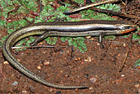 Coronado Skink