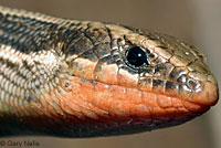 Coronado Skink