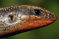 Coronado Skink