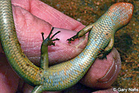 Coronado Skink