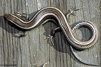 sCoronado Skink