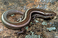 Coronado Skink