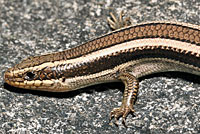 Coronado Skink