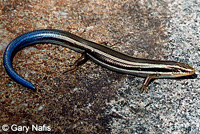 Coronado Skink