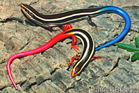 Skinks