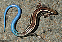 Skilton's Skink