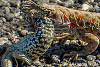 Long-nosed Leopard Lizard