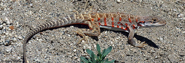 Cope's Leopard Lizard