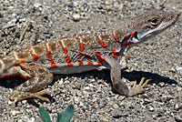 Cope's Leopard Lizard