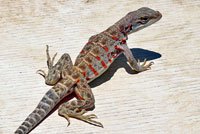 Cope's Leopard Lizard