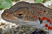 Cope's Leopard Lizard