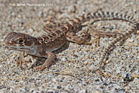 Cope's Leopard Lizard