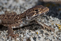 Cope's Leopard Lizard