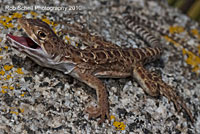 Cope's Leopard Lizard