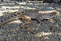 Cope's Leopard Lizard