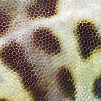 Gecko Skin